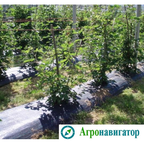 Агроткань Agrojutex 90 гр/м2 (рулон 4,2 х100)