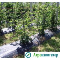 Агроткань Agrocover 100 гр/м2 (рулон 2,1х100) m