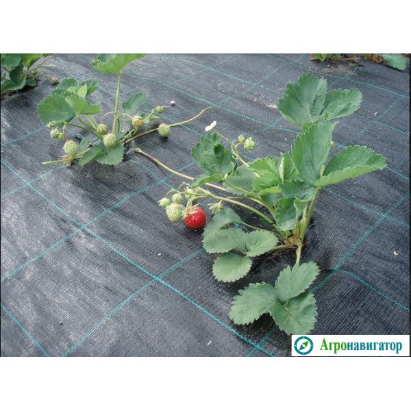 Агроткань Agrojutex 100 гр/м2 (рулон 3,3 х100)